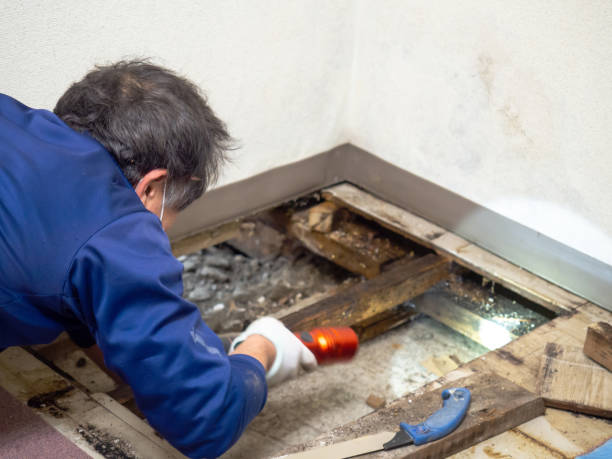 Best DIY Mold Remediation Support Services in Los Ranchos, CA