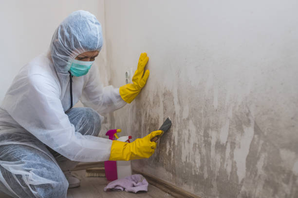 Best Post-Flood Mold Remediation in Los Ranchos, CA
