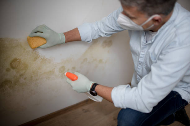 Trusted Los Ranchos, CA Mold Remediation Experts