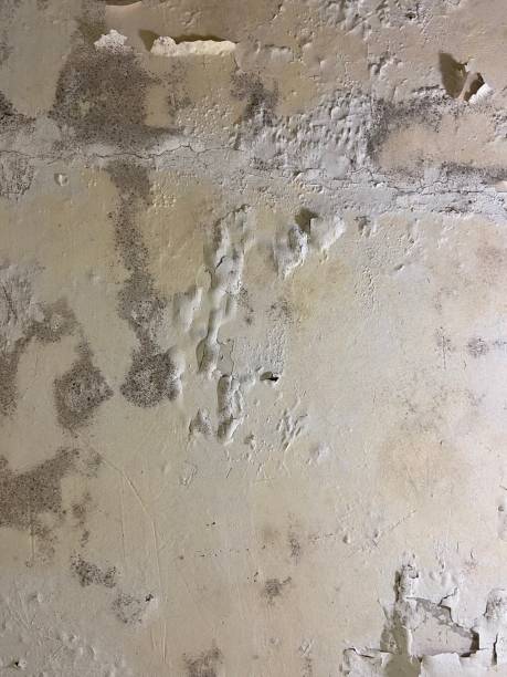 Best Black Mold Remediation in Los Ranchos, CA