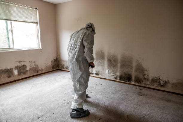Best Health and Safety Mold Remediation in Los Ranchos, CA