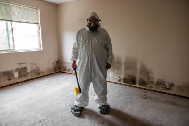 Best Basement Mold Remediation in Los Ranchos, CA