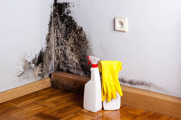 Best Crawl Space Mold Remediation in Los Ranchos, CA
