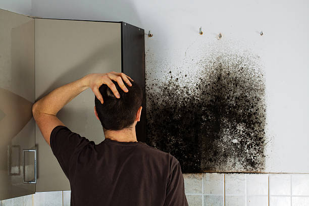 Best Industrial Mold Remediation in Los Ranchos, CA