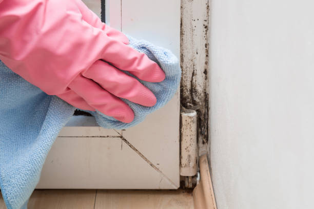 Best Post-Remediation Services in Los Ranchos, CA