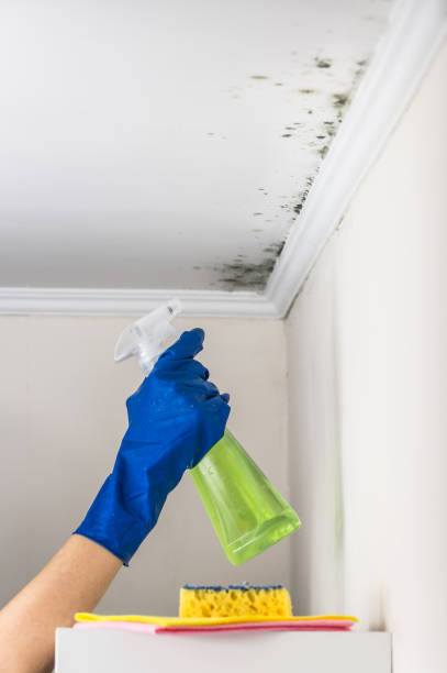 Best Commercial Mold Remediation in Los Ranchos, CA